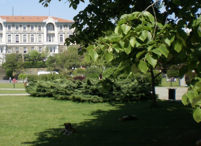 Dogs Chilling in Istanbul