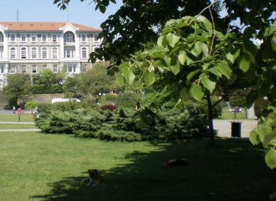 Dogs Chilling in Istanbul